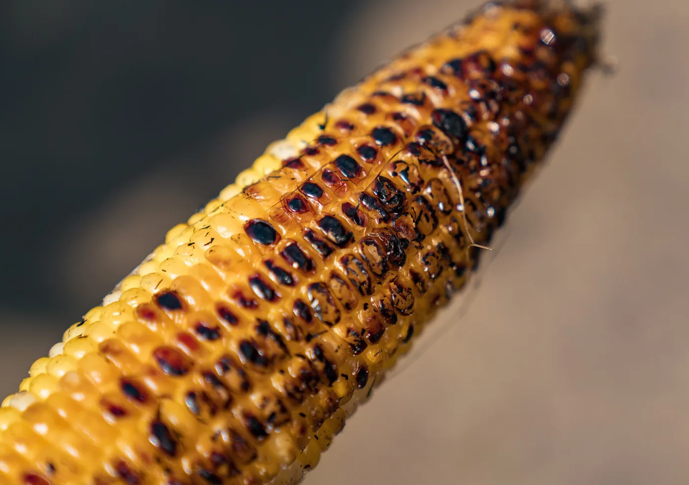 A cob of butter-brushed corn, roasted dark over the grill at a fairgrounds corn roast