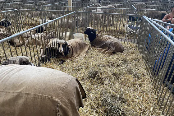 Sheep bedded down in straw in one of the livestock barns